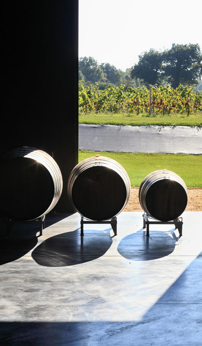 Tonneaux de vin sur fond de vignes, domaine Mourat, Vendée